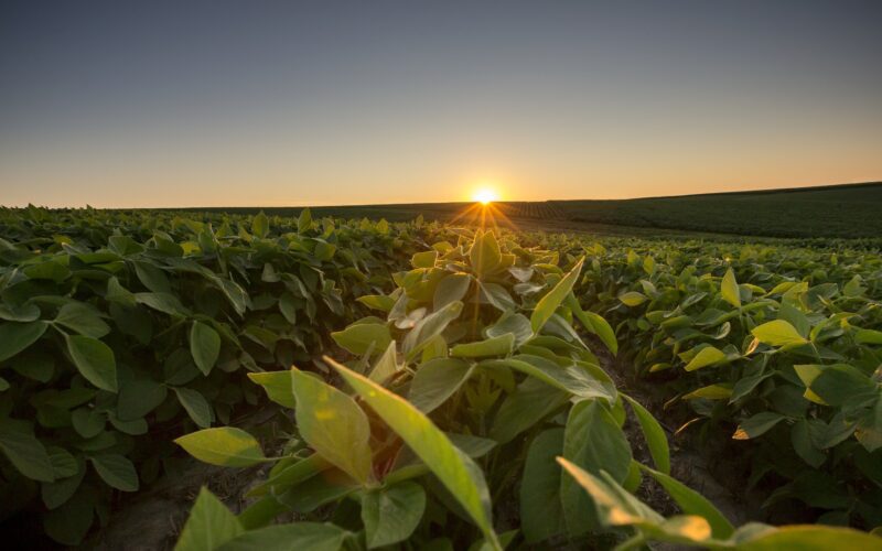 Compania agricolă a anunțat lansarea Corteva Catalyst, o nouă platformă de investiții și parteneriate concentrată pe accesarea și aducerea pe piață a inovațiilor agricole care avansează prioritățile de cercetare și dezvoltare ale companiei și aduce plusvaloare.