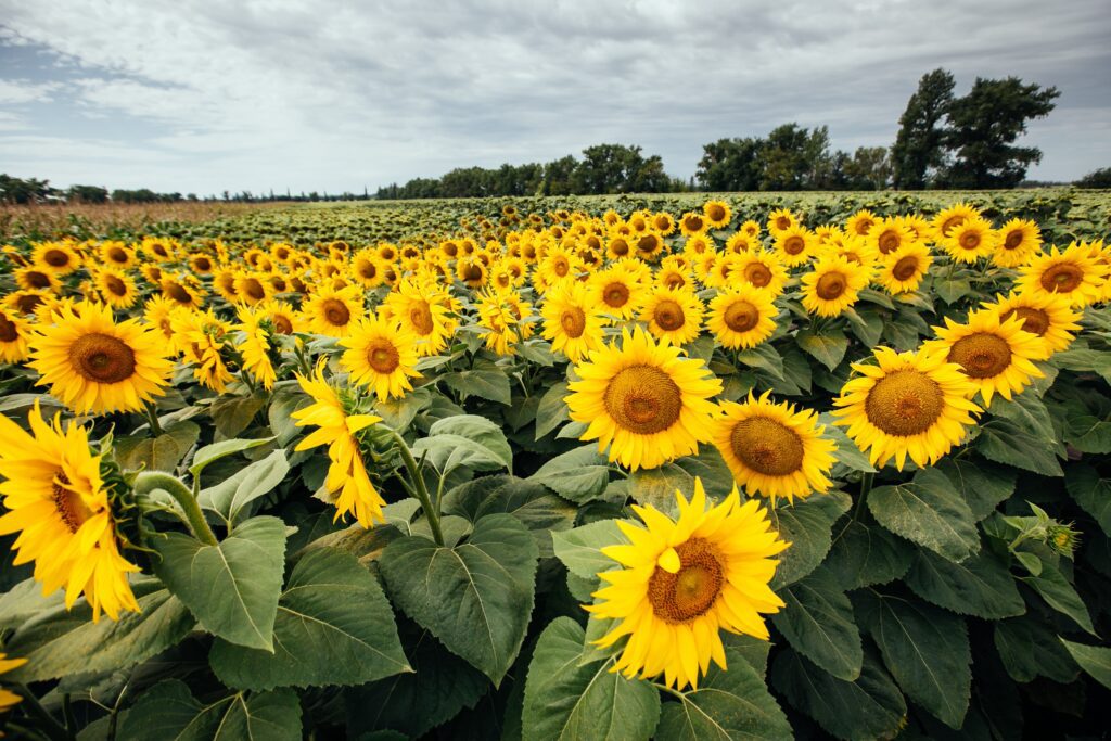 Aceste măsuri preventive pot furniza baza pentru o recoltă bună și o agricultură de succes în acest an, astfel încât fermierii ar trebui să aleagă cu atenție soluțiile de tratament al semințelor în care investesc. 