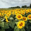 Aceste măsuri preventive pot furniza baza pentru o recoltă bună și o agricultură de succes în acest an, astfel încât fermierii ar trebui să aleagă cu atenție soluțiile de tratament al semințelor în care investesc. 