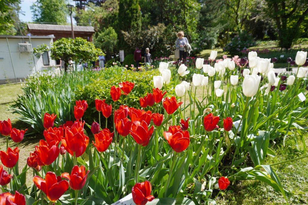 În aprilie 2024, GBAB a întâmpinat 57.000 de vizitatori, stabilind un record de aflux pentru această lună de primăvară, când colecția de plante bulboase este în plină înflorire.