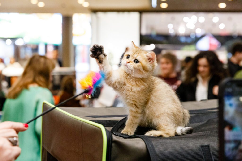 WCF International Cat Show, competiție dedicată felinelor, va avea loc la Iulius Mall Cluj.