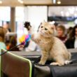 WCF International Cat Show, competiție dedicată felinelor, va avea loc la Iulius Mall Cluj.