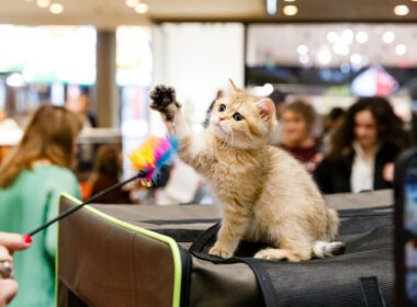 WCF International Cat Show, competiție dedicată felinelor, va avea loc la Iulius Mall Cluj.