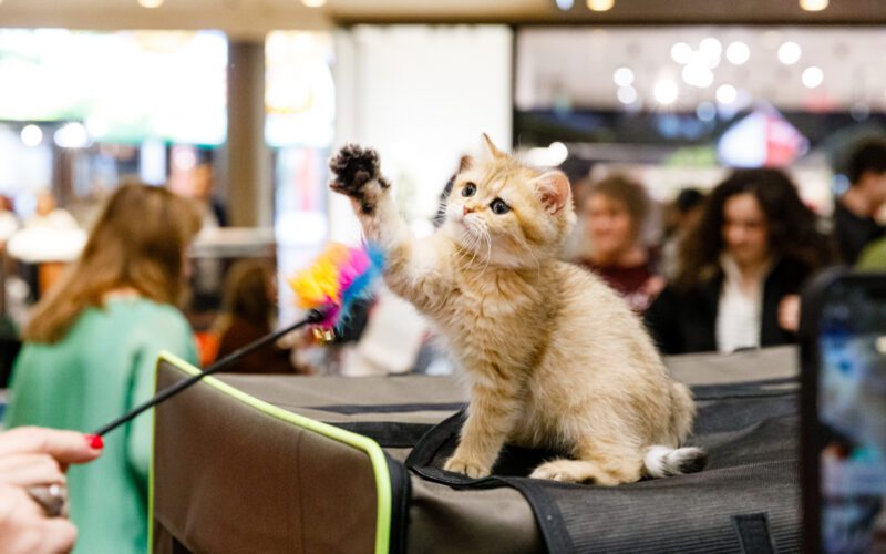 WCF International Cat Show, competiție dedicată felinelor, va avea loc la Iulius Mall Cluj.