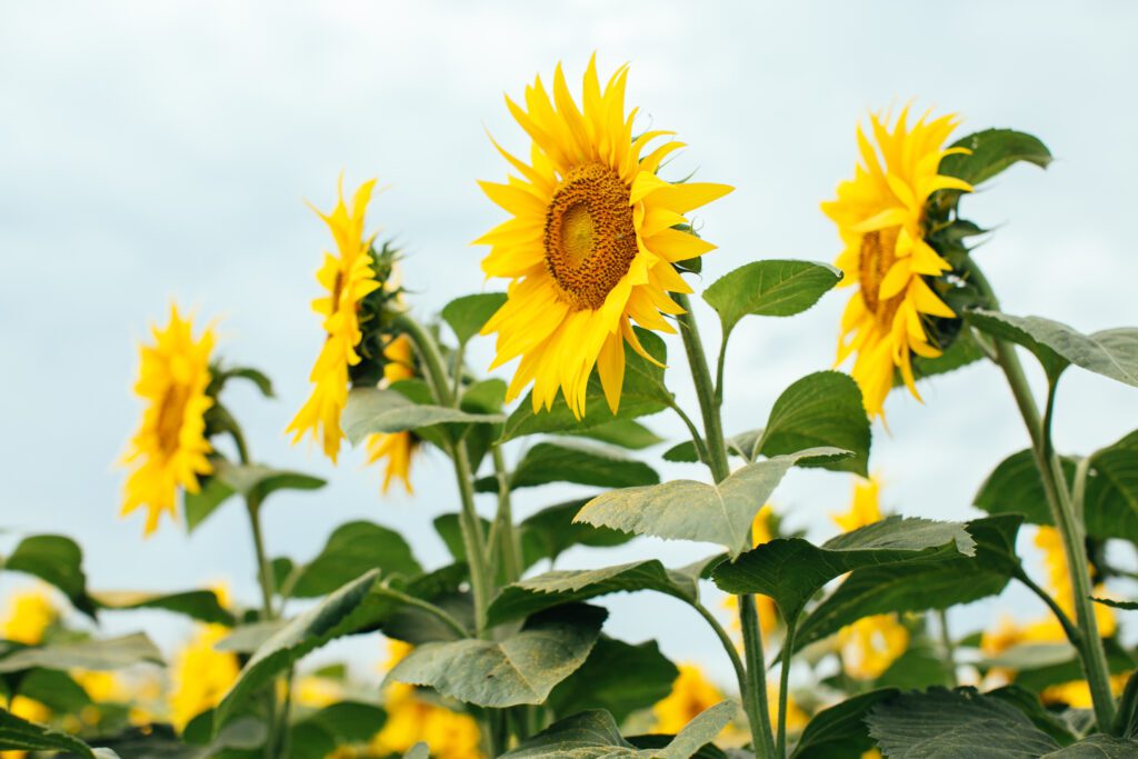 Selecția atentă a produselor eficiente de protecția plantelor poate contribui semnificativ la eliminarea buruienilor pentru a câștiga suficiente resurse de apă, nutrienți, lumină și spațiu disponibil dezvoltării culturilor. 