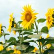 Selecția atentă a produselor eficiente de protecția plantelor poate contribui semnificativ la eliminarea buruienilor pentru a câștiga suficiente resurse de apă, nutrienți, lumină și spațiu disponibil dezvoltării culturilor. 