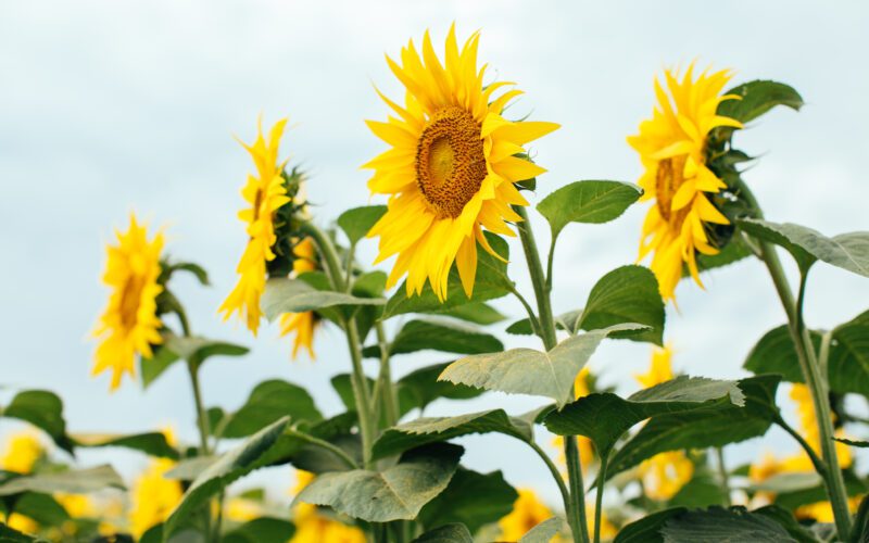 Selecția atentă a produselor eficiente de protecția plantelor poate contribui semnificativ la eliminarea buruienilor pentru a câștiga suficiente resurse de apă, nutrienți, lumină și spațiu disponibil dezvoltării culturilor. 