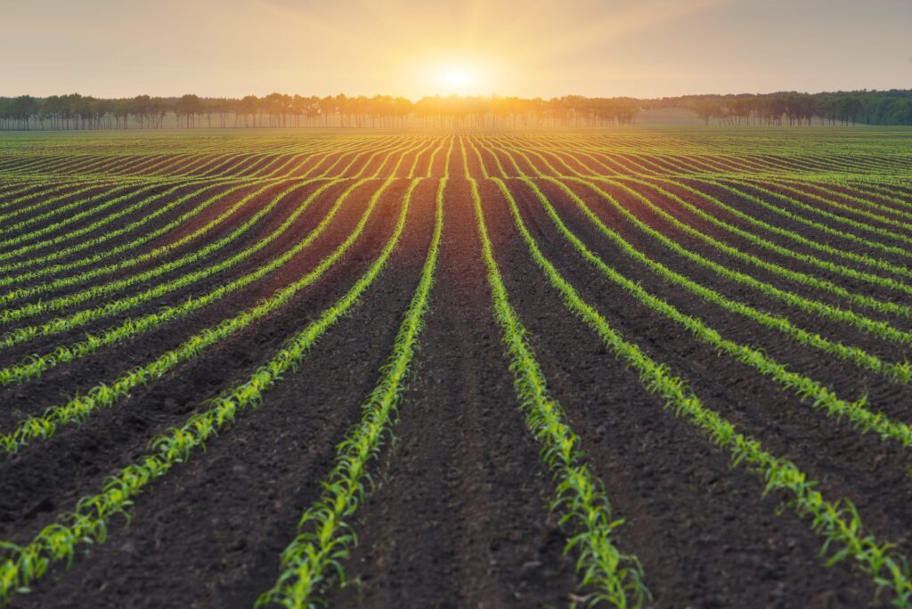 Părțile interesate din industria agricolă trebuie să-și unească eforturile pentru a îmbunătăți performanța și a realiza un plan de proteine UE mai sustenabil, oferind fermierilor europeni noi modalități de a adapta oferta la cererea în schimbare