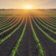 Părțile interesate din industria agricolă trebuie să-și unească eforturile pentru a îmbunătăți performanța și a realiza un plan de proteine UE mai sustenabil, oferind fermierilor europeni noi modalități de a adapta oferta la cererea în schimbare