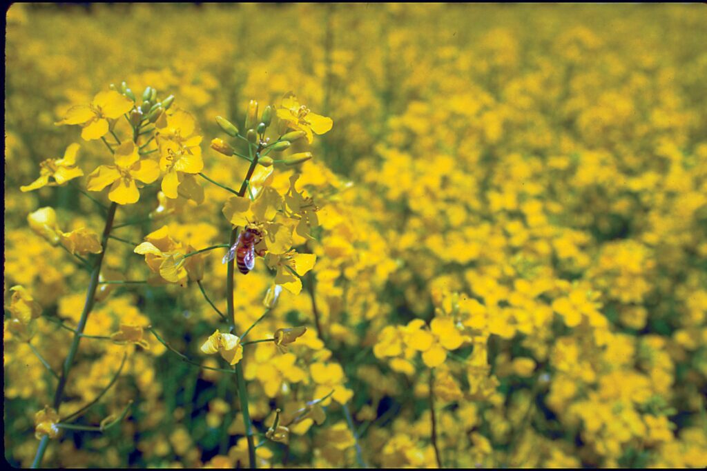 Soluții noi și durabile în controlul Sclerotiniei   Autor: Andrei Ciocoiu, Category Marketing Manager Semințe, România și Republica Moldova la Corteva Agriscience