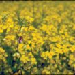 Soluții noi și durabile în controlul Sclerotiniei   Autor: Andrei Ciocoiu, Category Marketing Manager Semințe, România și Republica Moldova la Corteva Agriscience