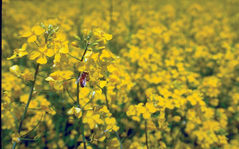 Soluții noi și durabile în controlul Sclerotiniei   Autor: Andrei Ciocoiu, Category Marketing Manager Semințe, România și Republica Moldova la Corteva Agriscience