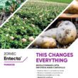 Aparent o plantă puțin pretențioasă, cartoful are nevoie, pe lângă solul potrivit și apă, și de aplicarea soluțiilor necesare pentru o dezvoltare sănătoasă, iar compania Corteva Agriscience pune la dispoziția fermierilor o serie de produse care să-i ajute în obținerea recoltelor dorite.