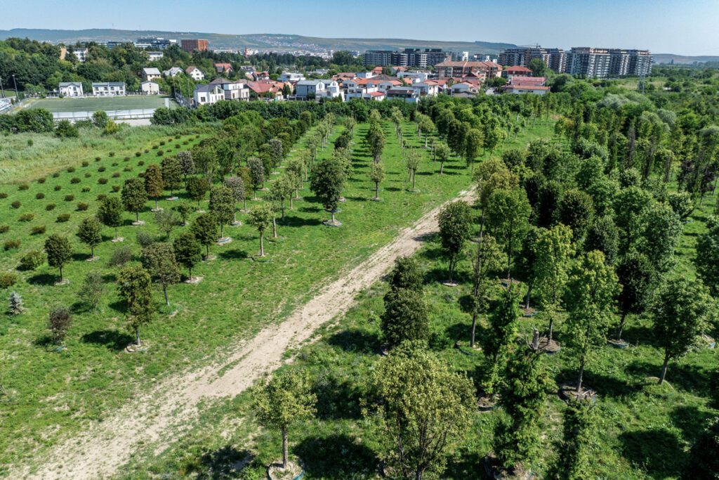 Aproape 700 de arbori cresc în pepiniera Iulius, găzduită de Stațiunea de Cercetare Horticolă din cadrul Universității de Științe Agricole și Medicină Veterinară (USAMV) Cluj-Napoca.