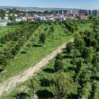 Aproape 700 de arbori cresc în pepiniera Iulius, găzduită de Stațiunea de Cercetare Horticolă din cadrul Universității de Științe Agricole și Medicină Veterinară (USAMV) Cluj-Napoca.
