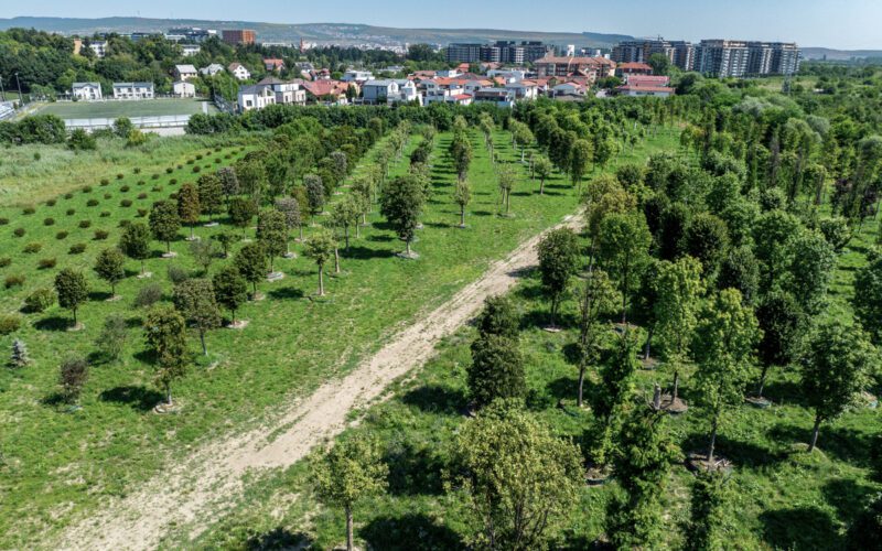 Aproape 700 de arbori cresc în pepiniera Iulius, găzduită de Stațiunea de Cercetare Horticolă din cadrul Universității de Științe Agricole și Medicină Veterinară (USAMV) Cluj-Napoca.
