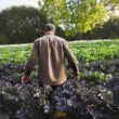 Condițiile meteorologice extreme cu perioade de secetă prelungită din România și Republica Moldova favorizează o răspândire crescută a dăunătorilor în culturi, afectând producțiile agricole.