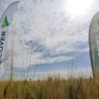 Agricover, unul dintre cele mai mari grupuri din agricultura românească, a publicat rezultatele financiare pentru prima jumătate a anului 2024, care reflectă continuarea strategiei construite în jurul nevoilor fermierilor generând stabilitate într-un an dificil pentru domeniul agricol.