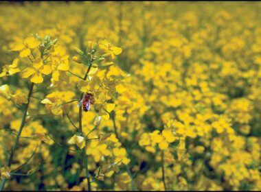 Conform datelor furnizate în aprilie anul acesta de Statista, biodiversitatea a fost afectată de degradarea mediului, iar impactul schimbărilor climatice este de așteptat să crească în importanță în deceniile următoare.