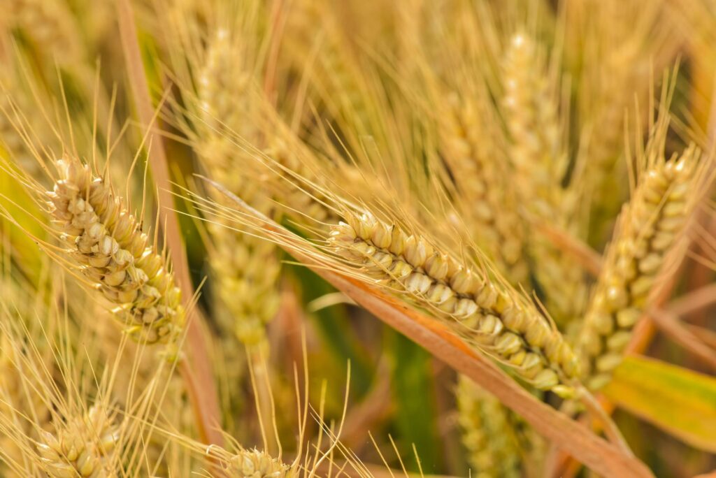 Liderul mondial în industria produselor pentru protecția plantelor, ADAMA Ltd, a anunțat că Folpet și Captan, fungicidele sale cheie cu acțiune multi-site, sunt în continuare disponibile pentru fermierii europeni.