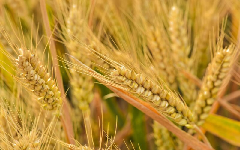 Liderul mondial în industria produselor pentru protecția plantelor, ADAMA Ltd, a anunțat că Folpet și Captan, fungicidele sale cheie cu acțiune multi-site, sunt în continuare disponibile pentru fermierii europeni.