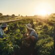 Corteva Agriscience, compania internațională de cercetare și dezvoltare în domeniul agriculturii, anunță lansarea celei de-a cincea ediții a programului său de granturi educaționale TalentA 2024.