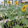 O echipă formată din cercetători și studenți de la Universitatea de Științe Agricole și Medicină Veterinară (USAMV) Cluj-Napoca, alături de experții din cele trei țări, au încheiat cu succes un proiect prin care au fost obținute la floarea-soarelui rădăcini mai dezvoltate și mai tolerante la secetă.
