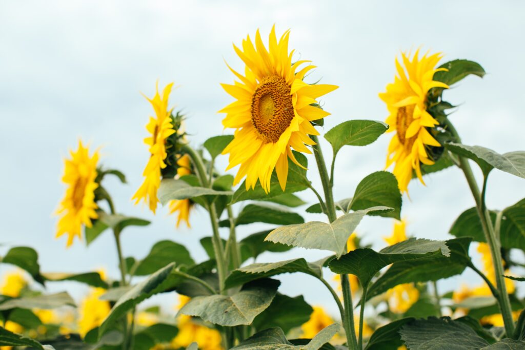 În timp ce fermierii se străduiesc să producă hrană sănătoasă cu calități nutriționale ridicate pentru a asigura alimentația populației în creștere a lumii, companiile de cercetare și dezvoltare lucrează de mulți ani la găsirea de soluții inovatoare pentru substanțe active, care să răspundă provocărilor viitoare și să contribuie eficient la protecția culturilor și la securitatea alimentară.