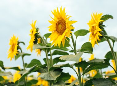În timp ce fermierii se străduiesc să producă hrană sănătoasă cu calități nutriționale ridicate pentru a asigura alimentația populației în creștere a lumii, companiile de cercetare și dezvoltare lucrează de mulți ani la găsirea de soluții inovatoare pentru substanțe active, care să răspundă provocărilor viitoare și să contribuie eficient la protecția culturilor și la securitatea alimentară.