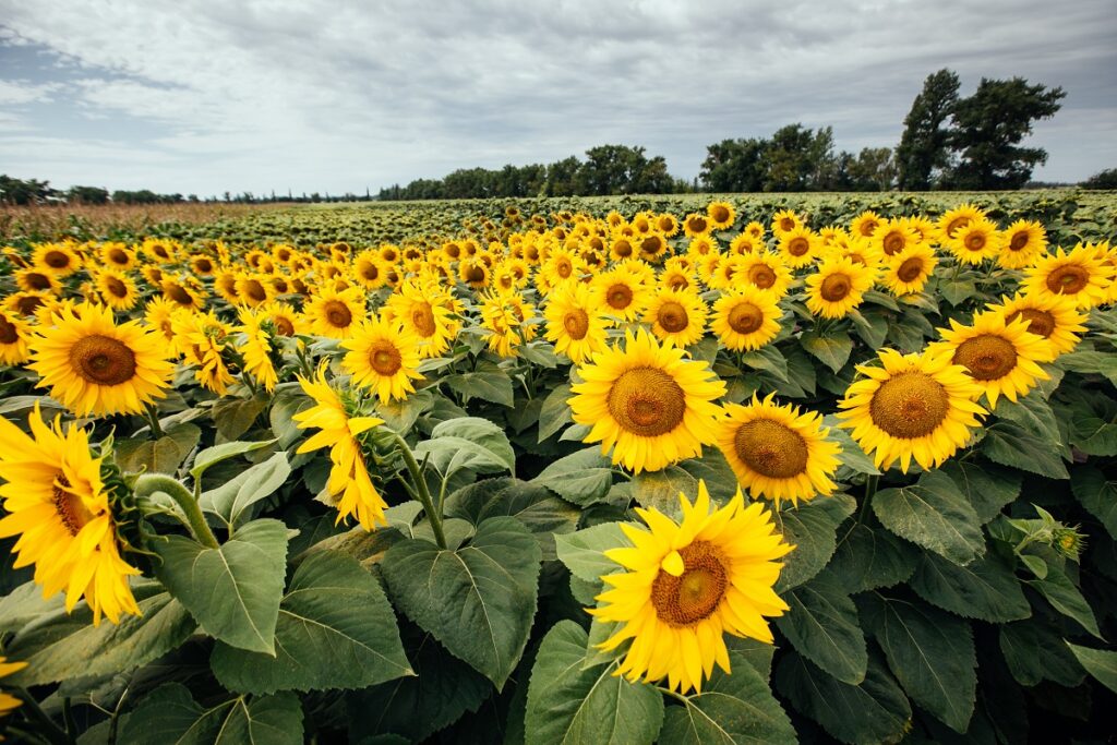 Aceste măsuri preventive pot constitui baza unei recolte bune și a unei activități agricole reușite, așa că fermierii ar trebui să analizeze cu atenție ce semințe tratate aleg să folosească.