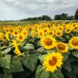 Aceste măsuri preventive pot constitui baza unei recolte bune și a unei activități agricole reușite, așa că fermierii ar trebui să analizeze cu atenție ce semințe tratate aleg să folosească.