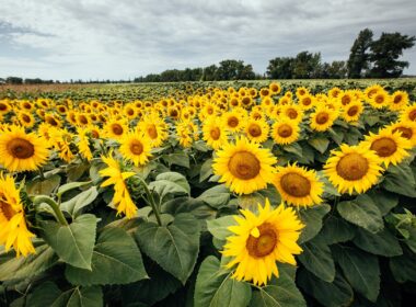 Aceste măsuri preventive pot constitui baza unei recolte bune și a unei activități agricole reușite, așa că fermierii ar trebui să analizeze cu atenție ce semințe tratate aleg să folosească.