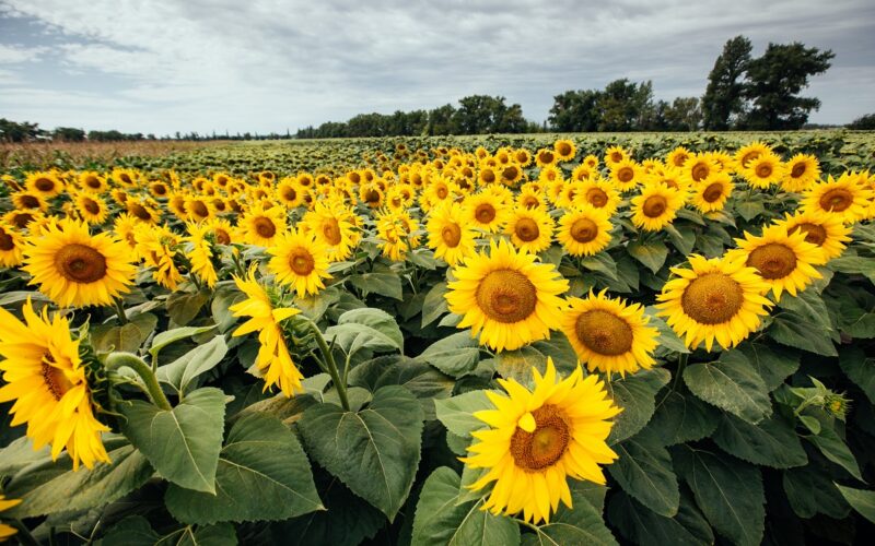 Aceste măsuri preventive pot constitui baza unei recolte bune și a unei activități agricole reușite, așa că fermierii ar trebui să analizeze cu atenție ce semințe tratate aleg să folosească.