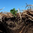 Solul sănătos acționează ca o cămară cu resurse naturale, stocând nutrienți și apă pentru plante și găzduind microorganisme care conduc procese biologice esențiale.