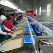 Spinosad, o soluție de origine naturală aprobată pentru agricultura ecologică, este o substanță activă extrem de eficientă în produsele insecticide dezvoltate de Corteva Agriscience, compania internațională de știință și tehnologie agricolă.